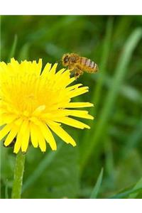 Dandelion Yellow Flower Natural Health Healthy Weed Weeds Gardening Gardener