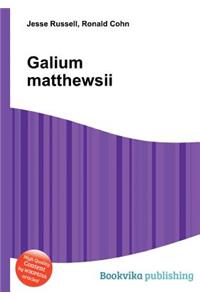 Galium Matthewsii