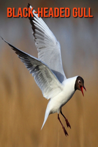 Black-Headed Gull