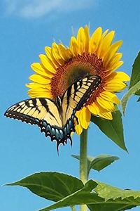 Sonnenblume