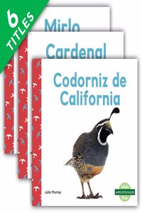 Aves Estatales (State Birds) (Set)