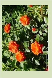 Peach Roses 2014 Weekly Calendar