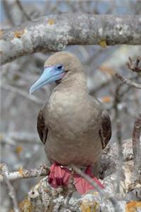 Red-footed Booby Bird Journal