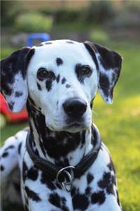 Dalmatian Portrait Dog Journal