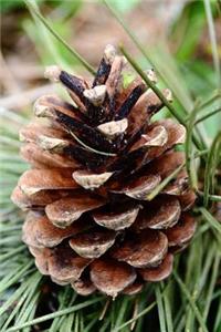 A Pine Cone on the Tree Journal