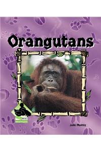 Orangutans