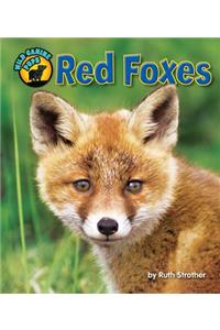 Red Foxes