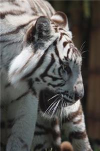 Profile of a White Tiger Journal