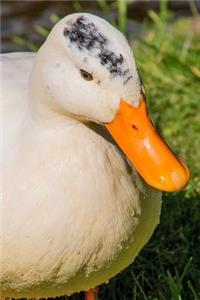 Hello, Pretty Duck Journal