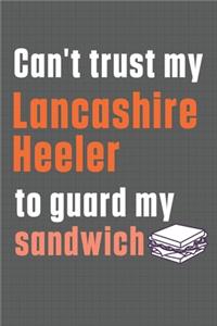 Can't trust my Lancashire Heeler to guard my sandwich