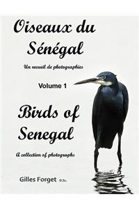 Oiseaux Du Senegal / Birds of Senegal