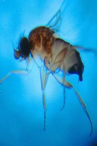 Insect School Composition Book Tiny Fly Close Up Entomology