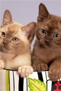Kittens