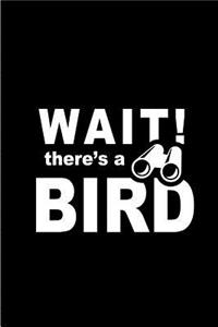 Wait! there's a Bird