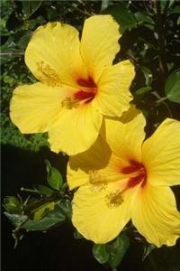 Hawaii State Flower - Hawaiian Hibiscus Journal