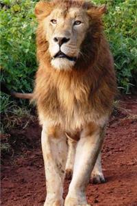 Lion in Tanzania Journal