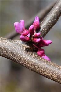 First Signs of Spring Pink Blossom on an Eastern Redbud Tree Garden Journal