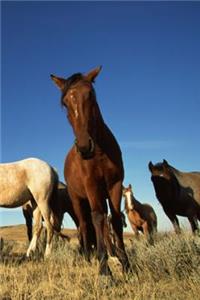 Journal Horses Shadows Equine