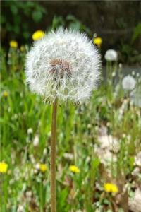 Journal Dandelion Seeds Flower