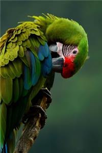 Military Macaw Preening Journal