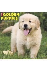 Just Golden Puppies 2019 Calendar