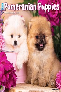 Just Pomeranian Puppies 2023 Wall Calendar
