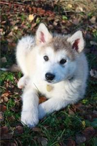 Alaskan Malamute Puppy Dog Journal