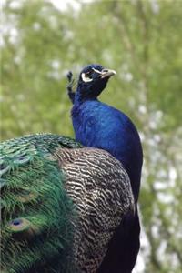 Male Peacock Standing Tall Journal