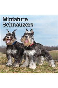 Schnauzers, Miniature 2021 Square