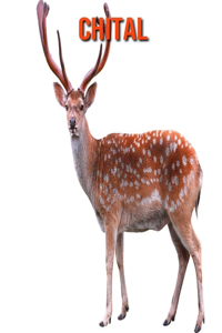 Chital