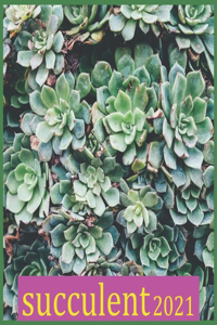 succulent