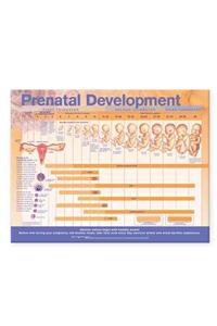 Prenatal Development Anatomical Chart