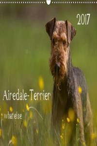 Airedale-Terrier What Else 2017