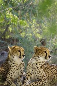 Two Elegant Curious Cheetahs Big Cats Journal