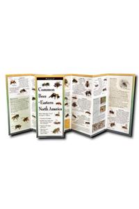 Common Bees of Eastern North America