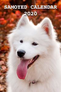 Samoyed Calendar 2020