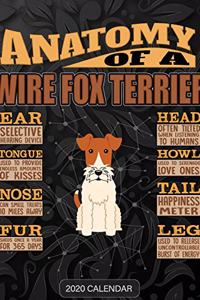 Anatomy Of A Wire Fox Terrier