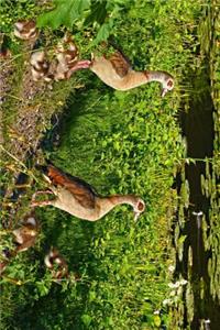 Egyptian Geese and Goose Goslings on the Shore Journal