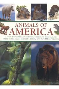 Animals of America