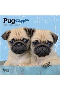 PUG PUPPIES 2020 MINI WALL CALENDAR