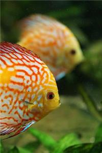 Discus Fish Notebook