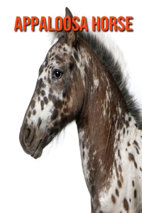 Appaloosa Horse