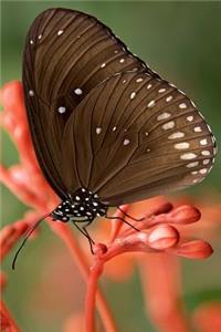 Striped Core Butterfly