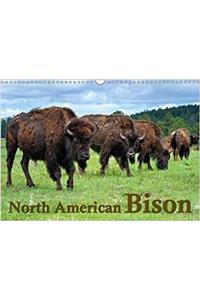 North American Bison 2018
