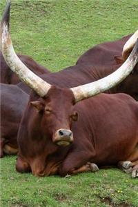 Ankole-Watusi Longhorn Cattle Africa Journal