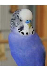 Budgie