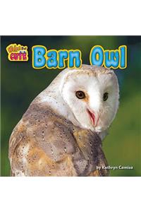 Barn Owl