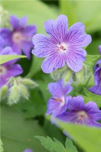Beautiful Cranesbill Purple Geranium Blooms Journal