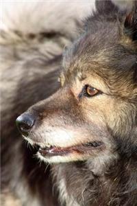 Snout of a Keeshond Journal