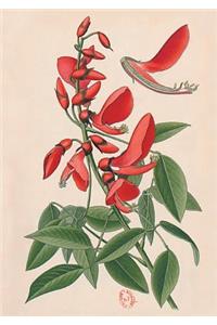 Carnet Blanc, Erythrine, Dessin 19e Siècle